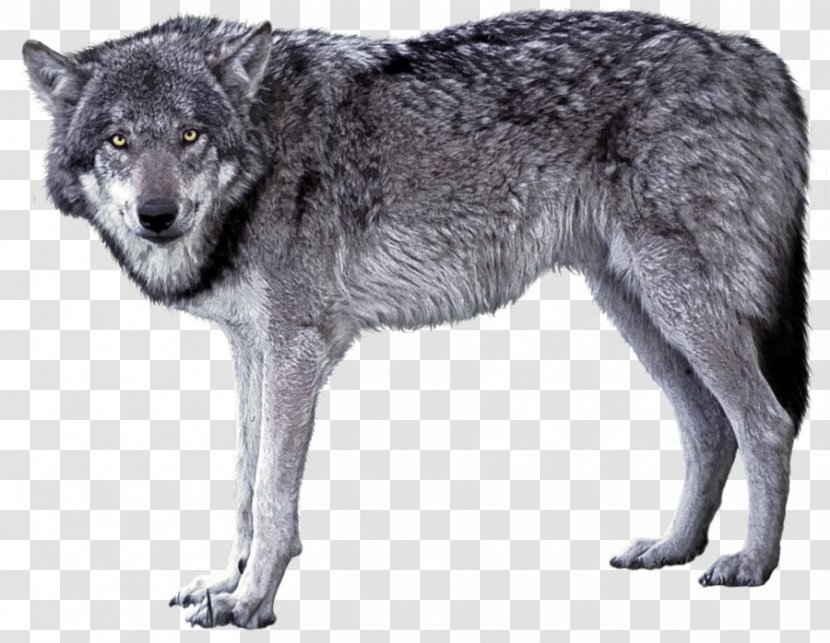 Czechoslovakian Wolfdog Saarloos Arctic Wolf Iberian - A Transparent PNG