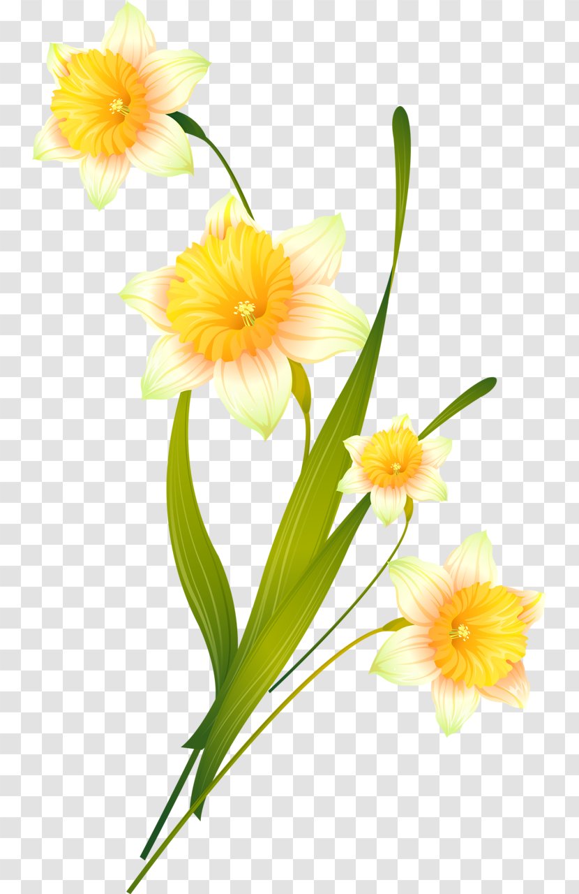 Daffodil Cut Flowers Catcats Floral Design Plants - Narcissus - Yellow Flores Amarelas Transparent PNG