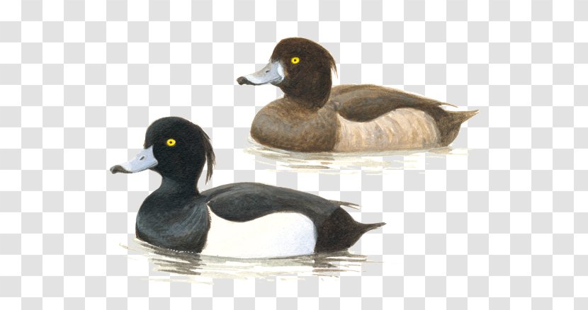 Mallard Tufted Duck Bird Call - Weidevogel Transparent PNG