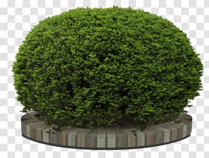 Flower Garden Tree - Plant - Bushes Transparent PNG