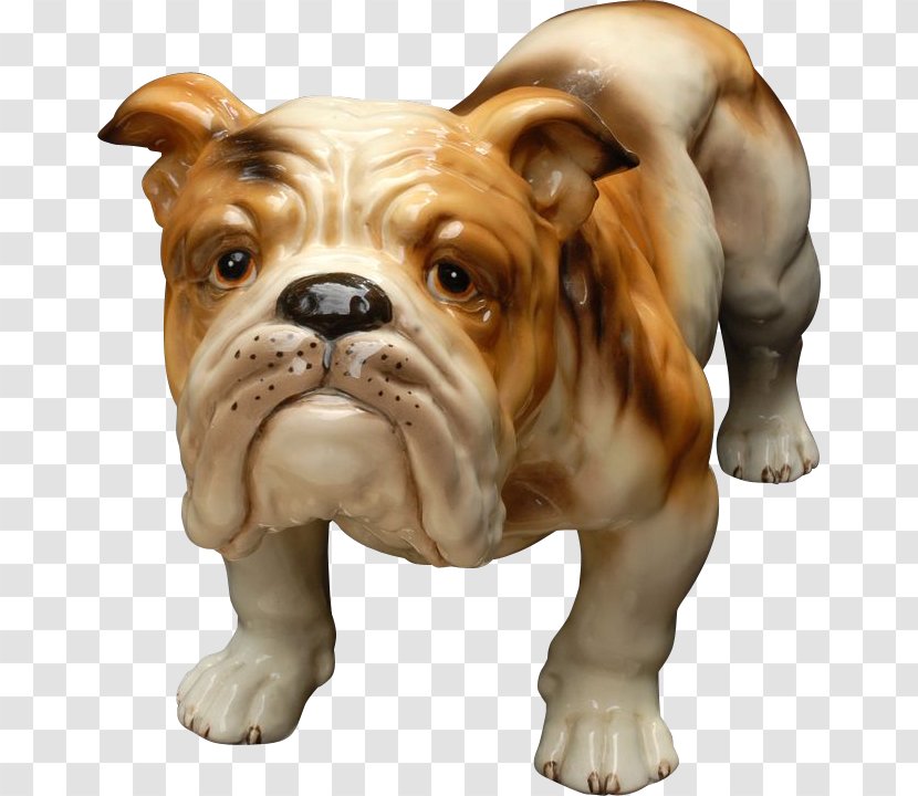 Toy Bulldog Dorset Olde Tyme Bulldogge English Dog Breed - Snout Transparent PNG