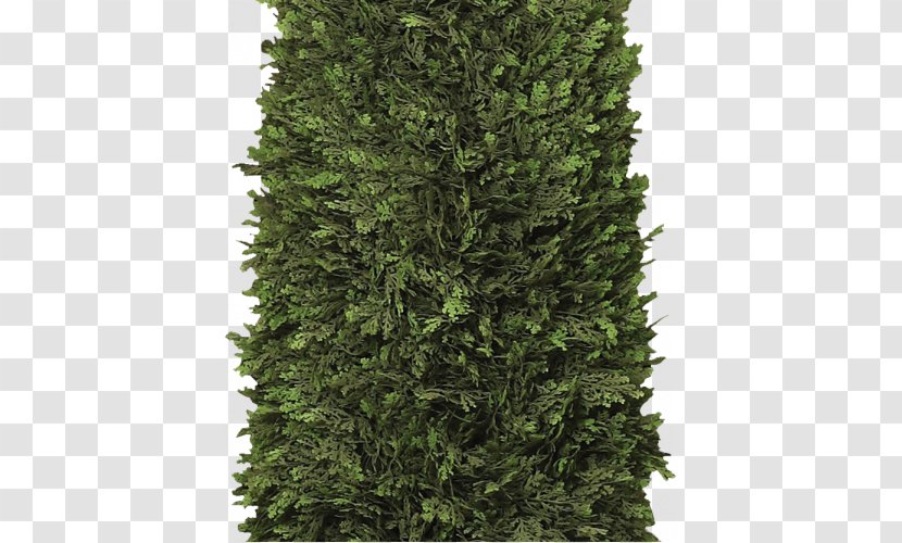 Arborvitae Spruce Hedge Shrub Tree - English Yew - Grass Transparent PNG