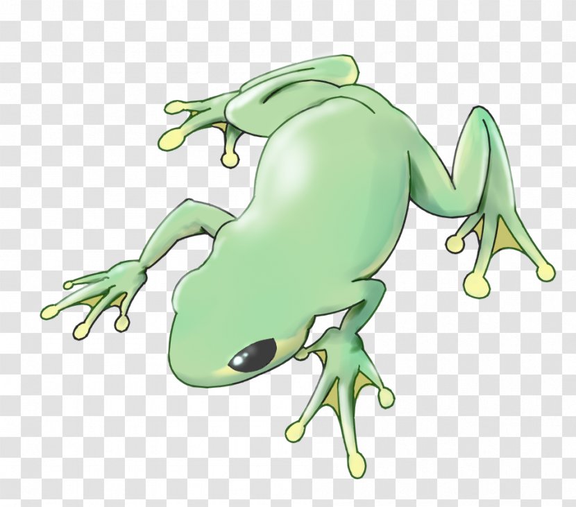 Tree Frog True Toad Reptile - Cartoon Transparent PNG