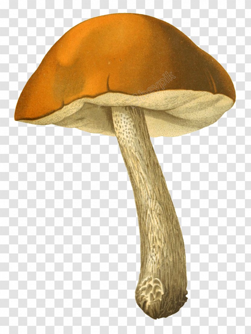 Edible Mushroom Fungus Drawing Transparent PNG