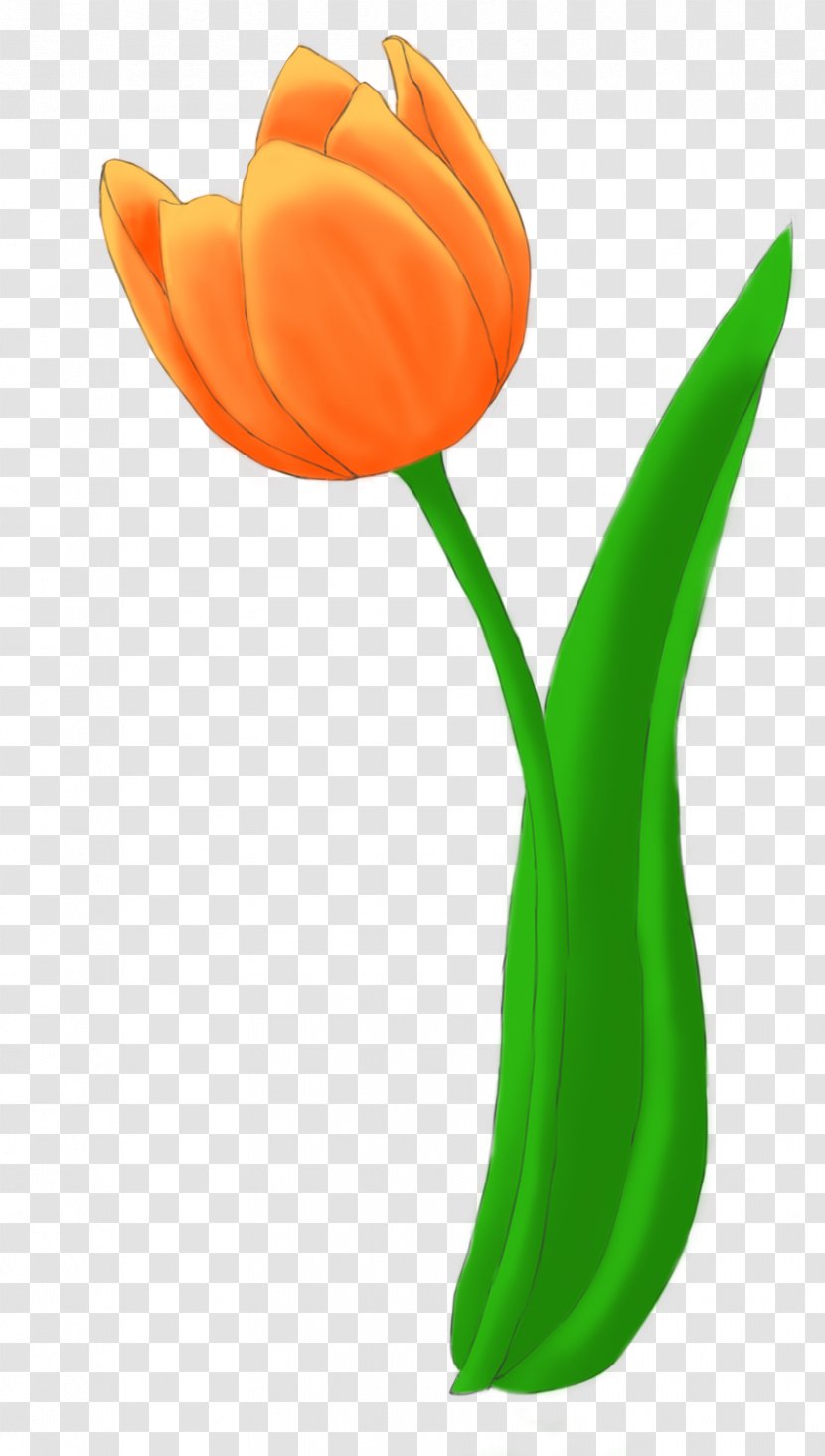 Tulip Flower Bouquet Cut Flowers Drawing - Orange Transparent PNG