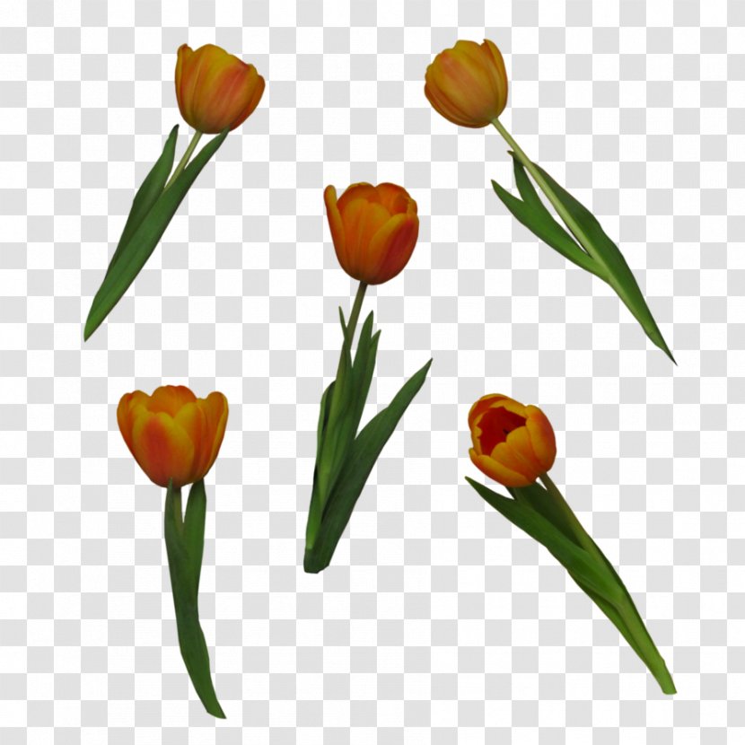 Tulip Flower DeviantArt Clip Art - Orange Transparent PNG