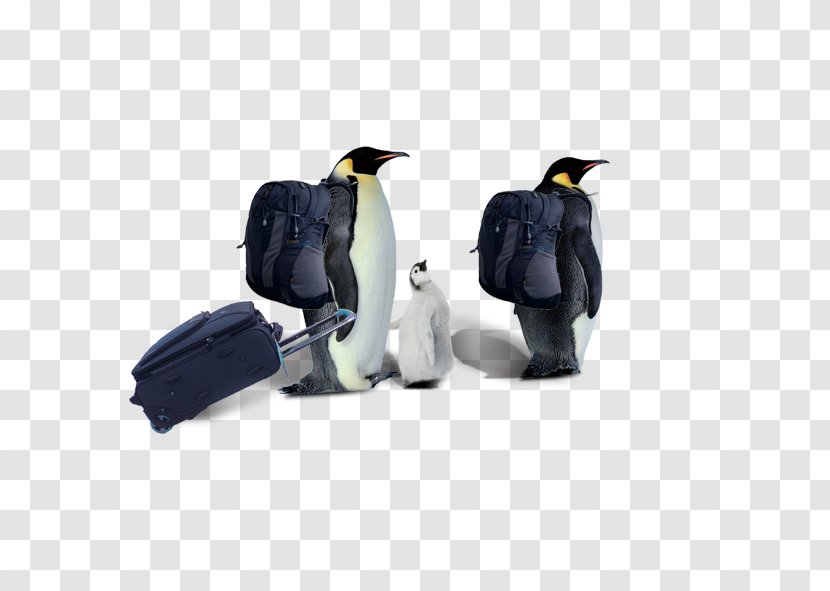 Penguin Razorbills Computer File - A Transparent PNG