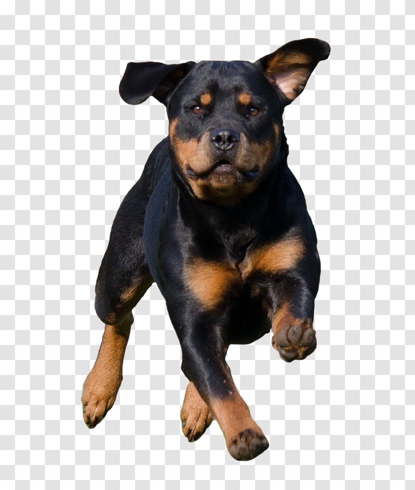 Dog Rottweiler Miniature Pinscher Snout Transparent PNG