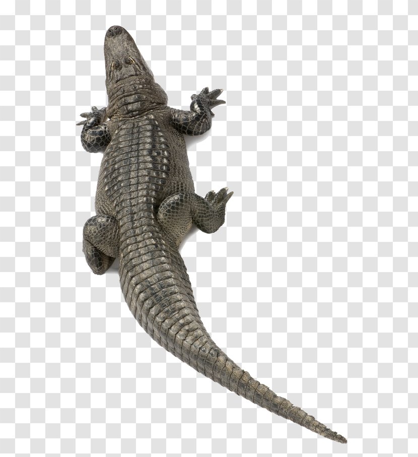 Nile Crocodile American Alligator Agamidae - Gecko - Cold-blooded Alligators Transparent PNG