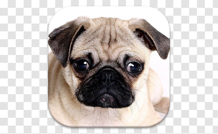 Pug Puppy Chinese Imperial Dog English Mastiff Breed - Carnivoran Transparent PNG