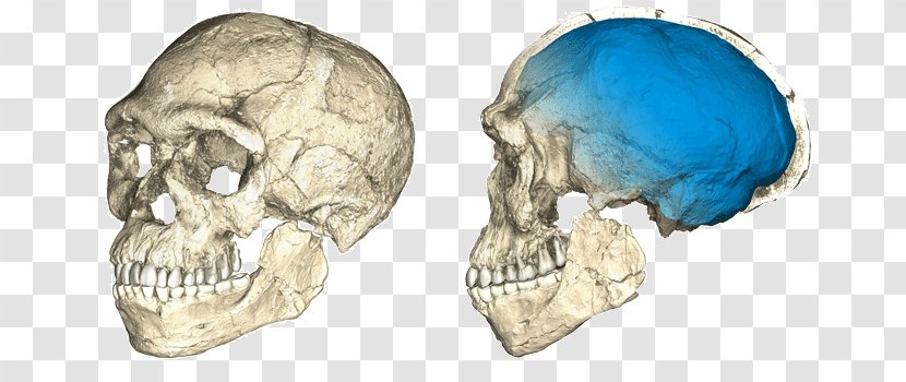 Jebel Irhoud Cradle Of Humankind Homo Sapiens Fossil Discovery - Great Apes Transparent PNG