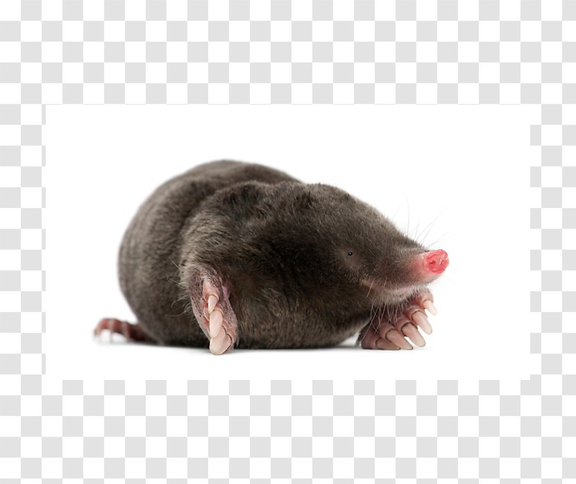 Rodent Mouse Rat Mole Pest Control - Mammal Transparent PNG
