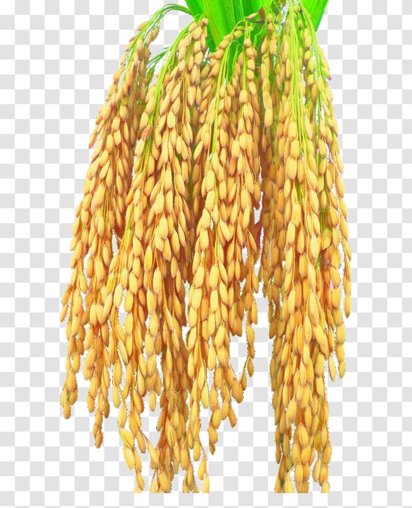 Rice Harvest Maize - Staple Food - Bow Transparent PNG