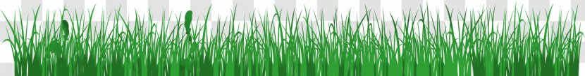 Green - Plant Stem - And Simple Grass Transparent PNG