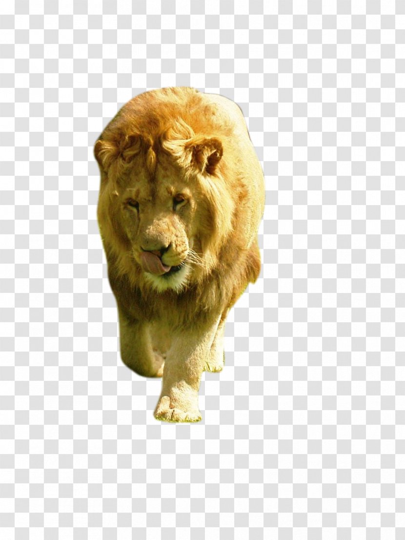 Lion Cat Animal - Big Transparent PNG