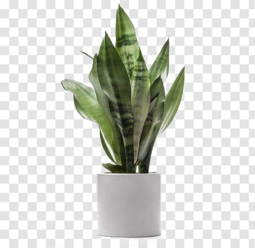 Houseplant Dragon Tree Dracaena Fragrans Light - Gardening - Green Plants Potted Large Leaves Deductible Transparent PNG