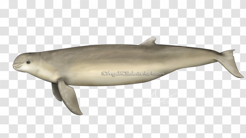 Tucuxi Porpoise Australian Snubfin Dolphin Common Bottlenose - Fauna - Australia Transparent PNG