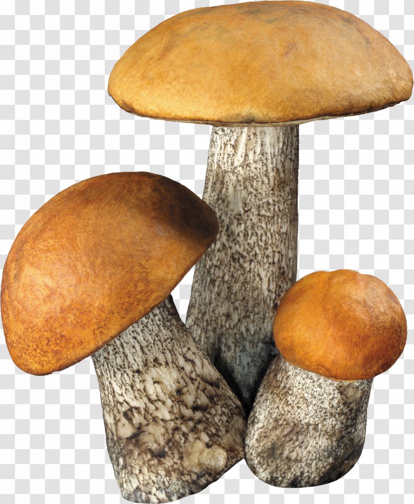 Fungus Mushroom Transparent PNG
