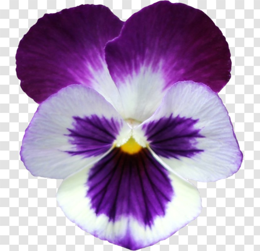 Pansy Clip Art Violets Flower - Viola Transparent PNG