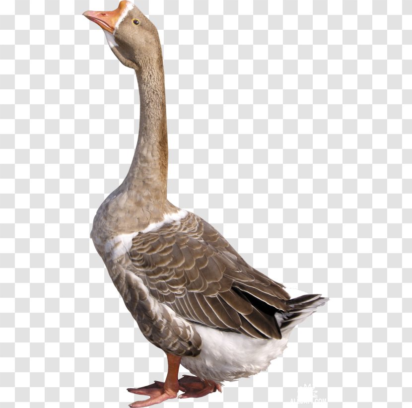 Goose Duck Cygnini - Water Bird Transparent PNG