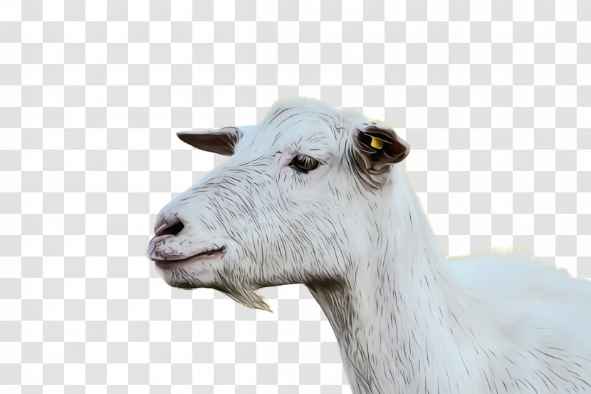 Goats Goat White Head Livestock - Cowgoat Family Snout Transparent PNG