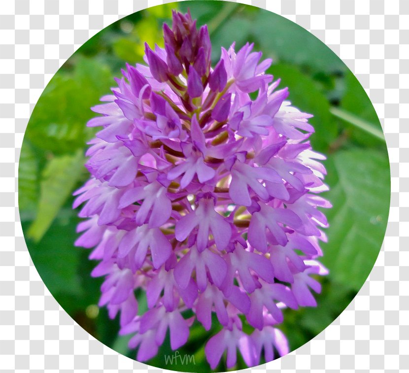 Flowering Plant Purple Annual - Flower Transparent PNG