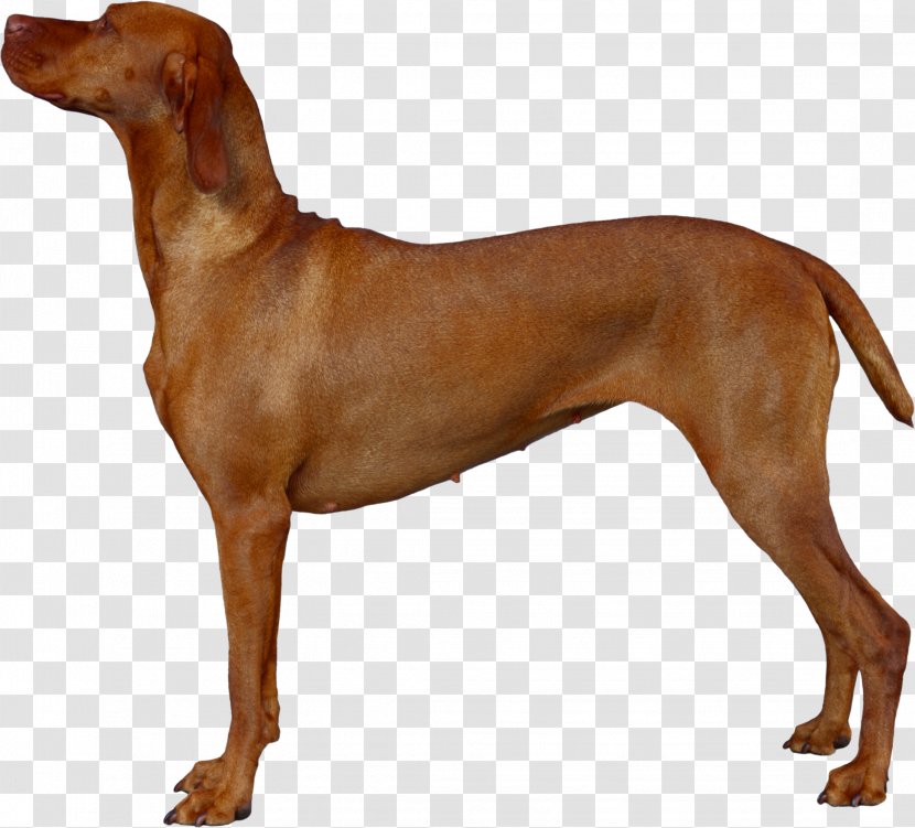 Vizsla Redbone Coonhound Rhodesian Ridgeback Azawakh Dog Breed - Accessoires Transparent PNG