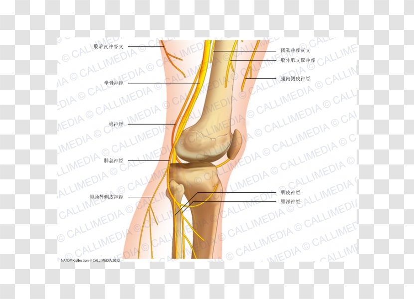 Common Peroneal Nerve Knee Human Anatomy - Flower - Reproductor Transparent PNG