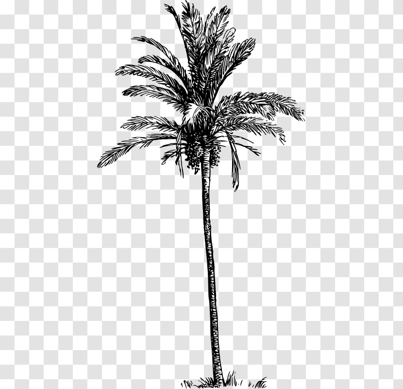 Asian Palmyra Palm Babassu Arecaceae Date Tree - Attalea Speciosa - Dates Transparent PNG