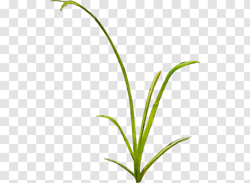 Plant Flower Grass Leaf Terrestrial Plant Transparent PNG