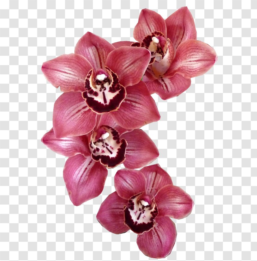 Iris Lavanderia A Gettoni Orchids Hotel Drawing - Moth Orchid Transparent PNG