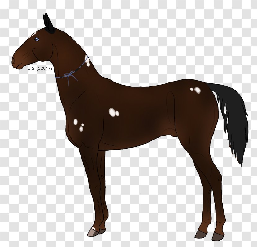 Mustang Foal Howrse Stallion Mare - Pack Animal Transparent PNG
