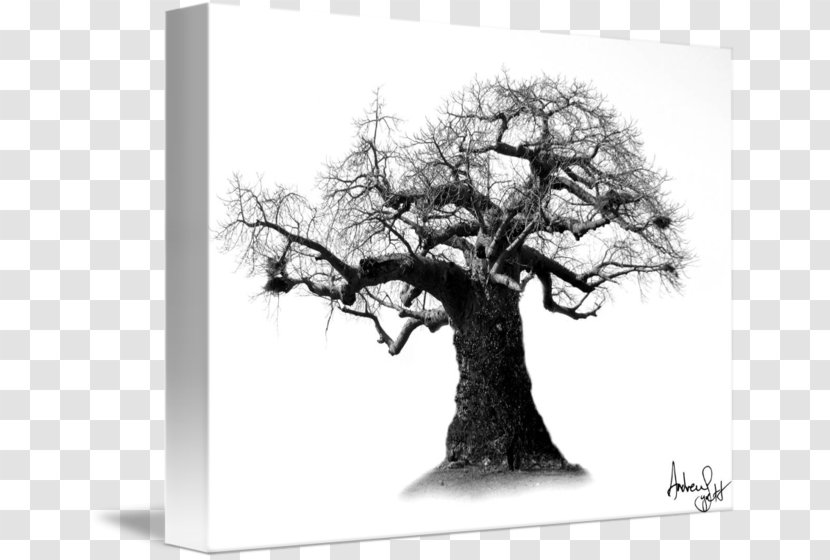 Gallery Wrap Canvas Art White Houseplant - Branch - Baobab Transparent PNG