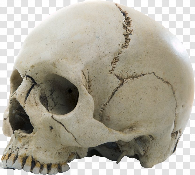 Fibrous Joint Human Skeleton Skull Bone - Head - Skulls Transparent PNG