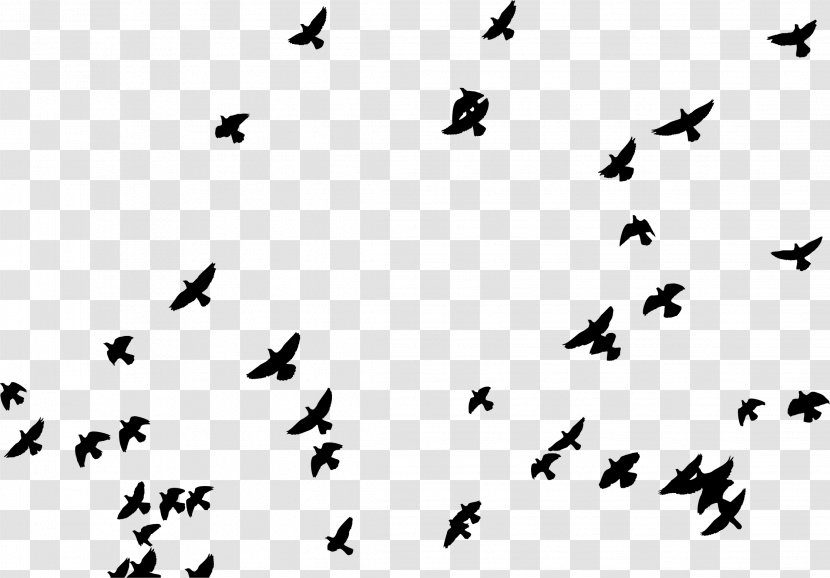 Summer Camp Poster Camping - Sky - Flock Of Birds Transparent PNG