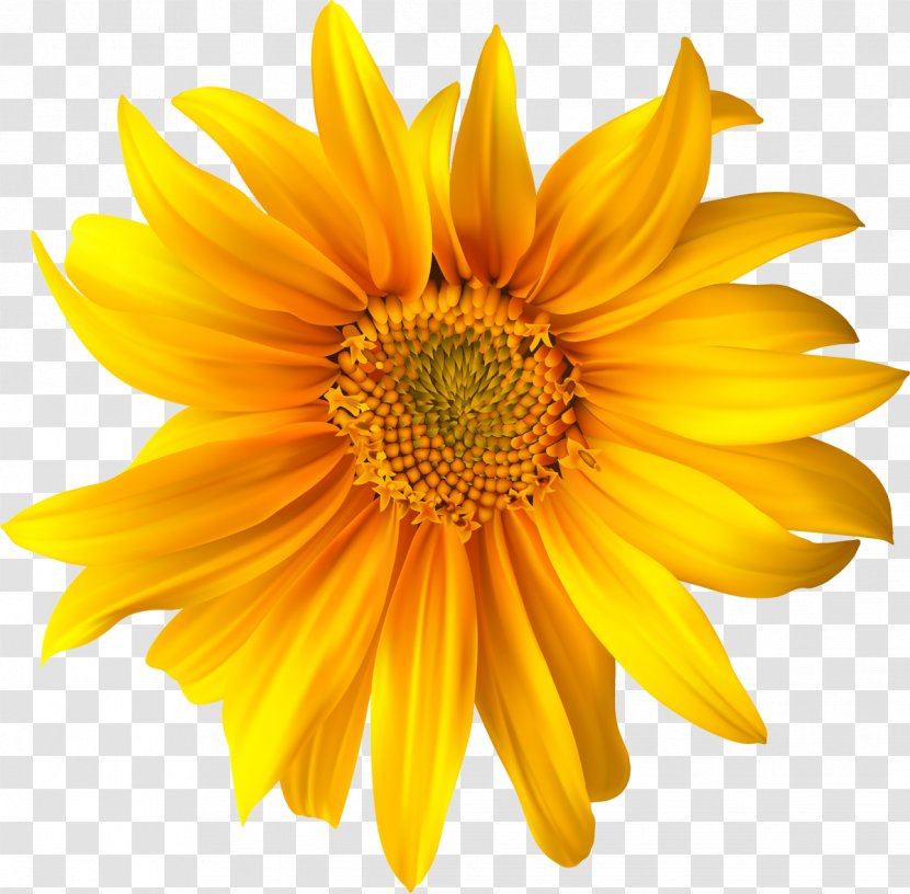 Flower Yellow Common Daisy Clip Art - Sunflower Transparent PNG