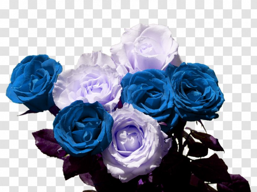 Blue Rose Garden Roses Cabbage Flower Bouquet Transparent PNG