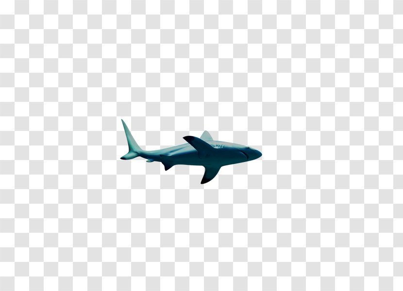 Shark Fish - Cartilaginous Transparent PNG