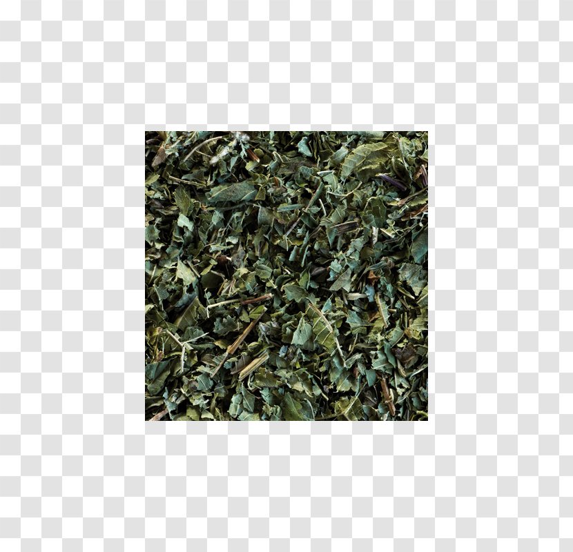 Sencha Green Tea Gunpowder Oolong Transparent PNG