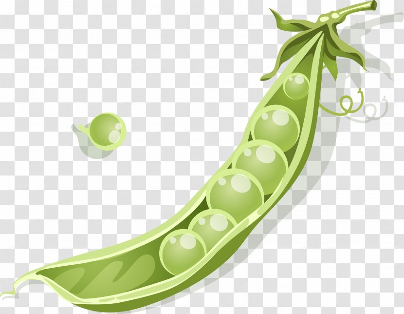 Pea Euclidean Vector - Bean - Hand Painted Transparent PNG