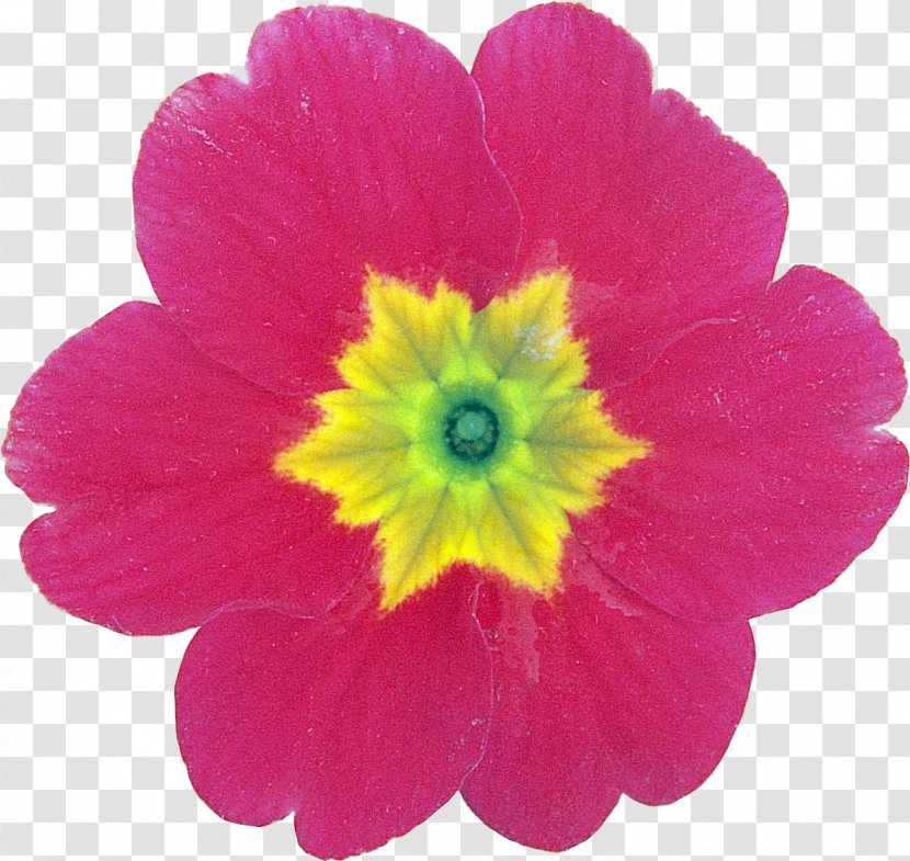 Flower Petal Primrose Clip Art - Flowering Plant Transparent PNG