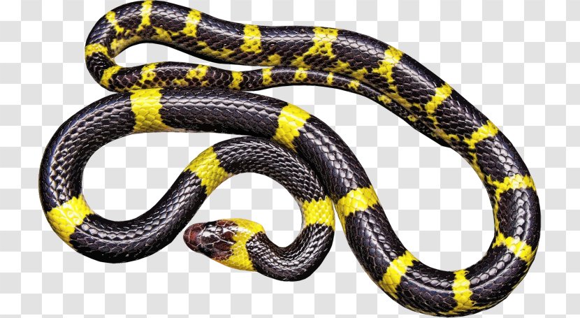 Black Rat Snake Vipers Reptile - Banded Krait Transparent PNG