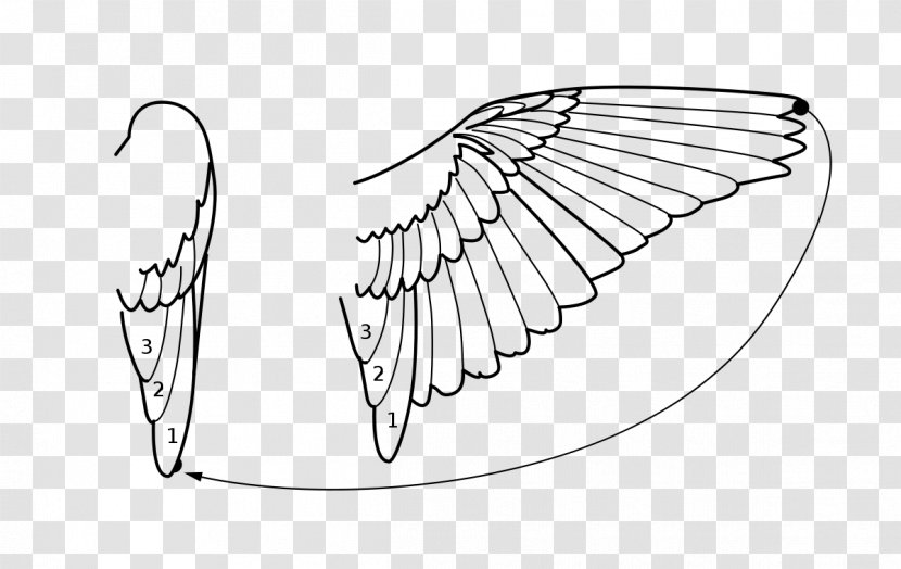 Line Art Bird Drawing Wikipedia - Wikimedia Commons Transparent PNG