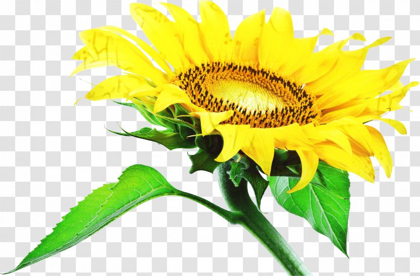 Common Sunflower Image Annual Plant Photography Seed - Stem - Vegetarian Food Transparent PNG