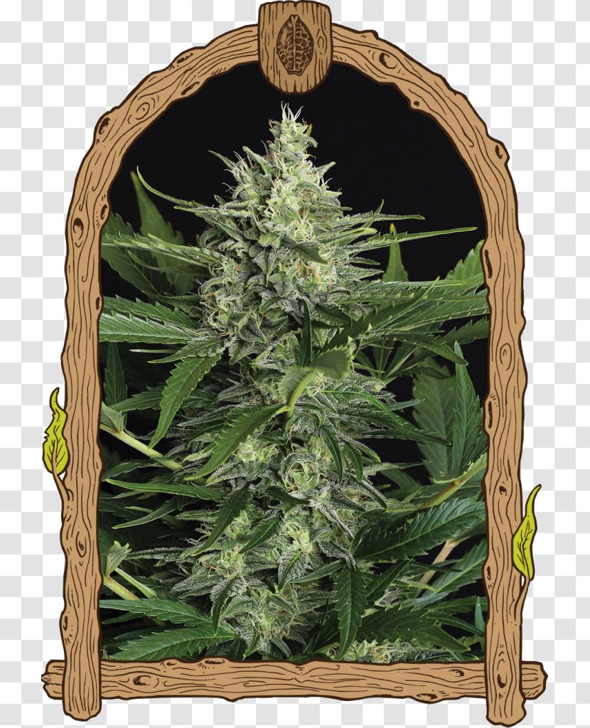 Gummi Candy Seed Cannabis Sativa Plant - Narcotic Transparent PNG