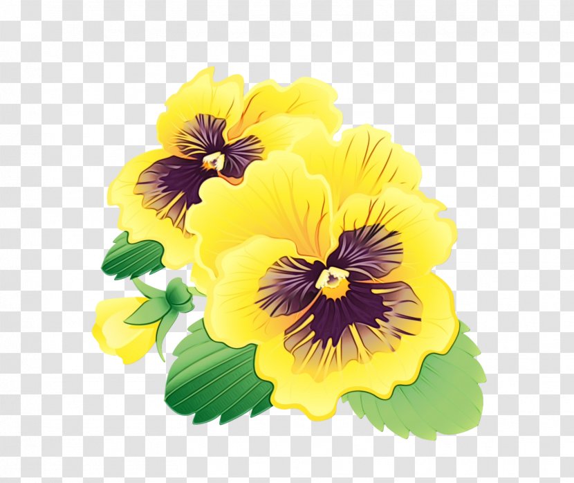 Purple Watercolor Flower - Viola Violet Family Transparent PNG