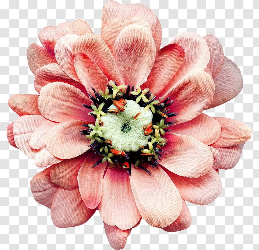 Cut Flowers Zedge Petal Advertising - Blossom - Plant Transparent PNG