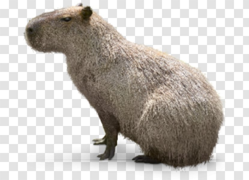 Capybara Interdigital Webbing Webbed Toes Hellabrunn Zoo Snout Transparent PNG