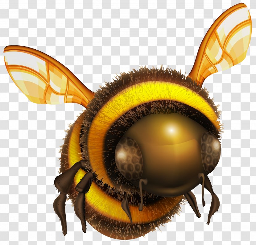 Honey Bee Clip Art Transparent PNG