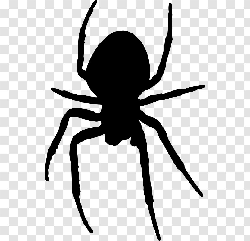 Spider Web Clip Art - Arachnid Transparent PNG
